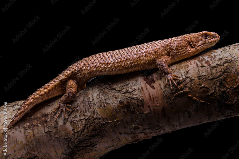 Pygmy spiny-tailed skink, Egernia depressa, Australia,black background, photography lights Pygmy spiny-tailed skink, Egernia depressa, Australia,black background, photography lights