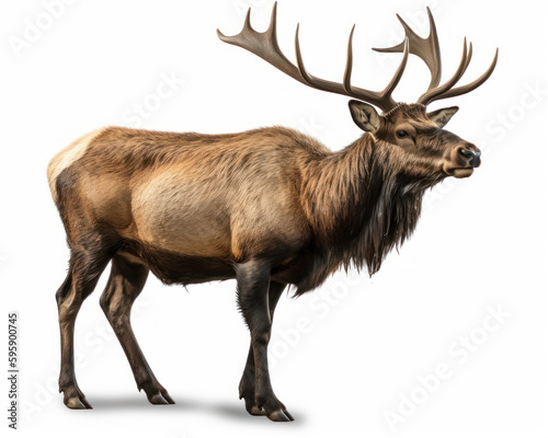 photo of American elk isolated on white background. Generative AI