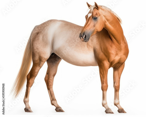 photo of Criollo  horse breed of Argentina isolated on white background. Generative AI