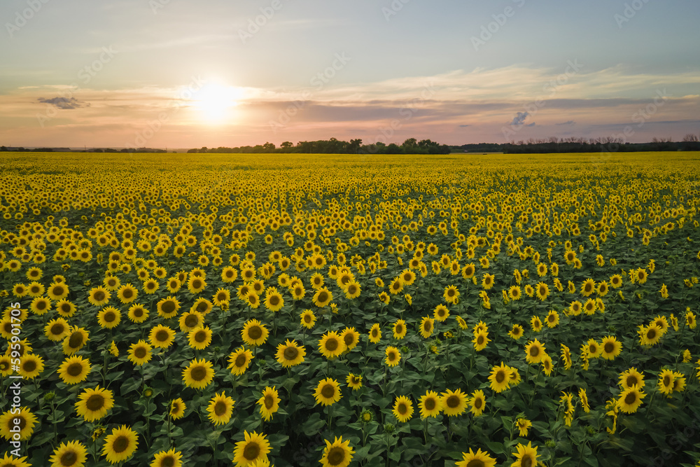 Obraz premium Sunflowers field on sunset. Aerial view of yellow flowers on summer sun is harvest sunflower seeds