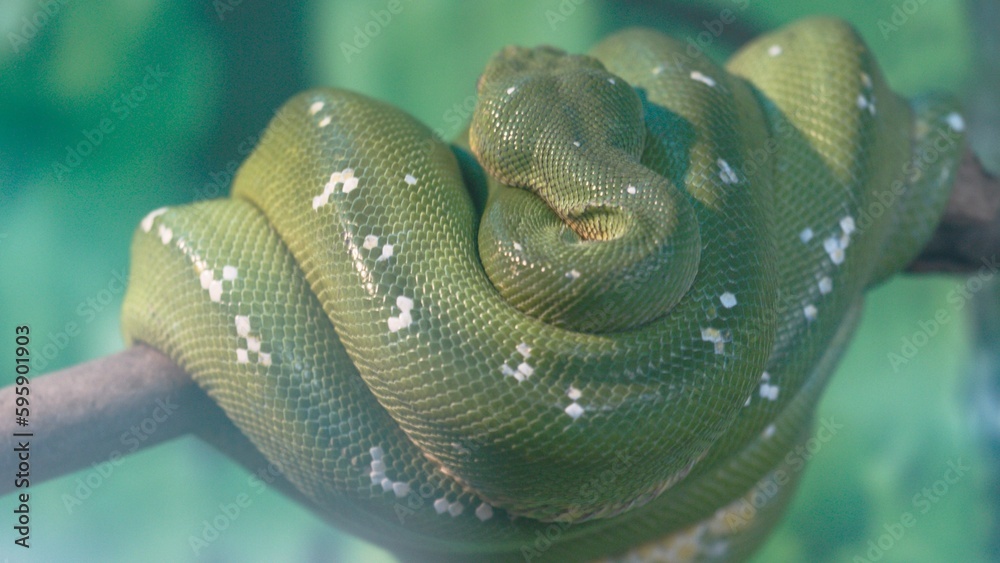 Snake Wrapped Around Tree