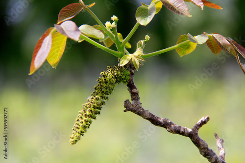 la fleur avant la noix fruit du noyer