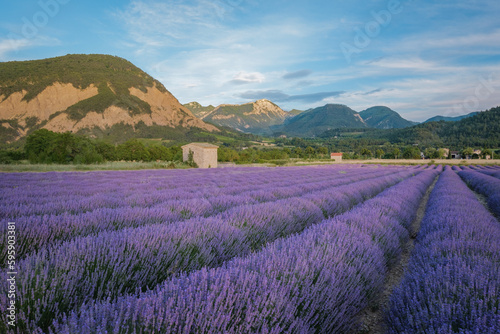 Afternoon summer light on a violet lavender field near Chatillon en Diois in the south of France (Drome, Provence)