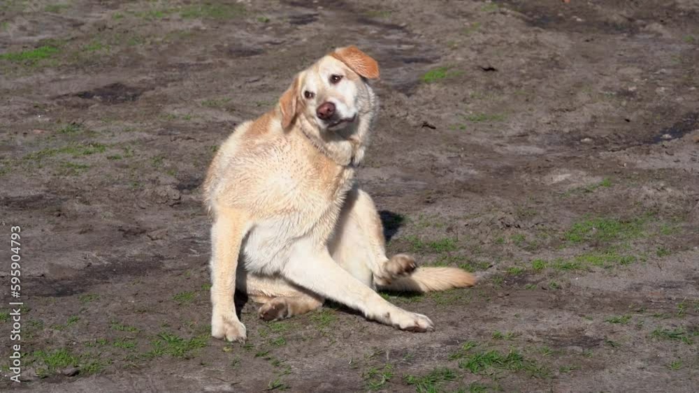 A dog scratching himself sitting in nature A dog scratching himself sitting in nature