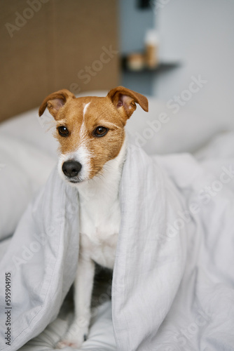 Cute dog in bedroom. Pet lies on the bed and peeks out from blanket © Lazy_Bear