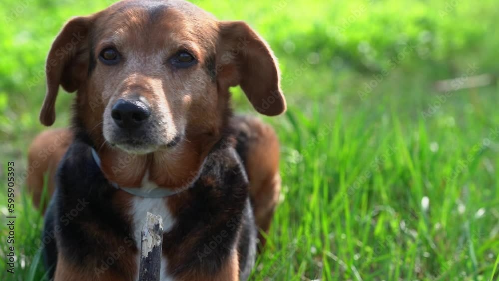 A dog rests in the lush green grass, enjoying his peaceful surroundings. A dog rests in the lush green grass, enjoying his peaceful surroundings.