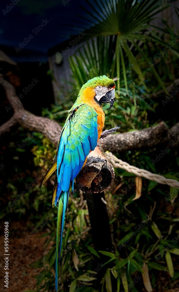 Obraz premium blue and yellow macaw