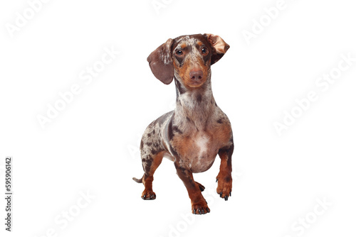 Marble dachshund girl  very funny. Portrait of a dog. White background