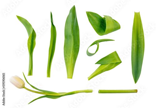 Konstfotografi Tulip flower parts with stem and leaves floral collection isolated on transparen