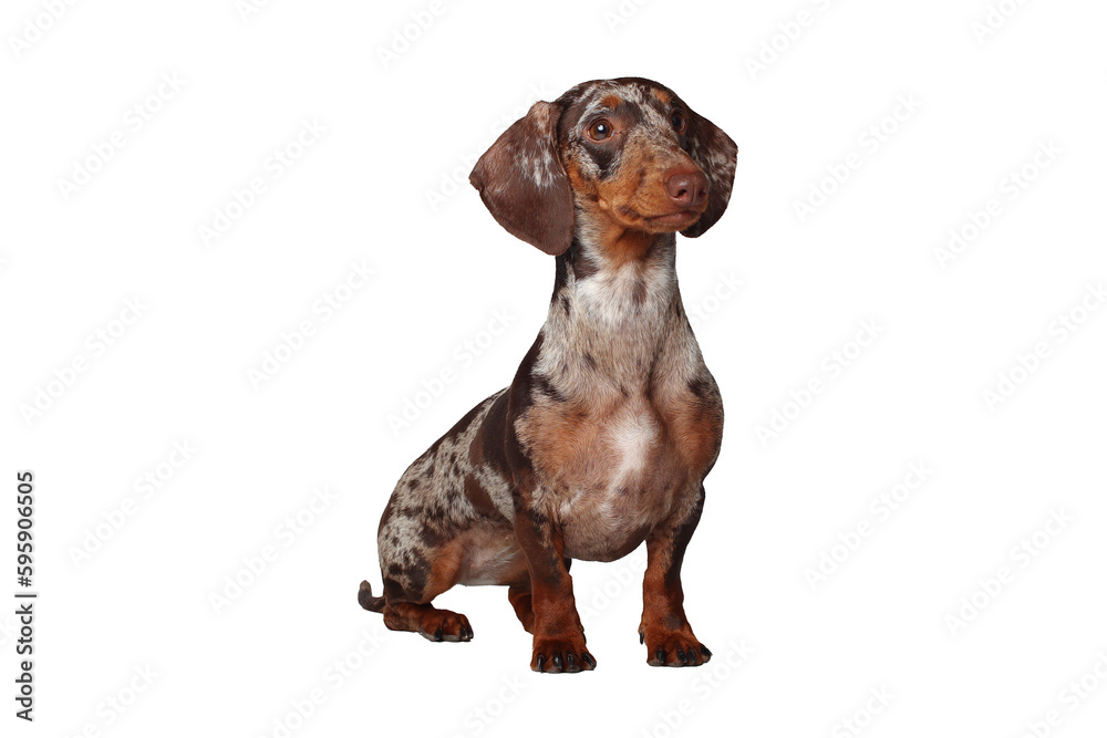 Marble dachshund girl, very funny. Portrait of a dog. White background