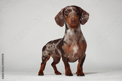 Marble dachshund girl  very funny. Portrait of a dog. White background
