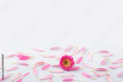 Pink flower petals on white background with copy-space