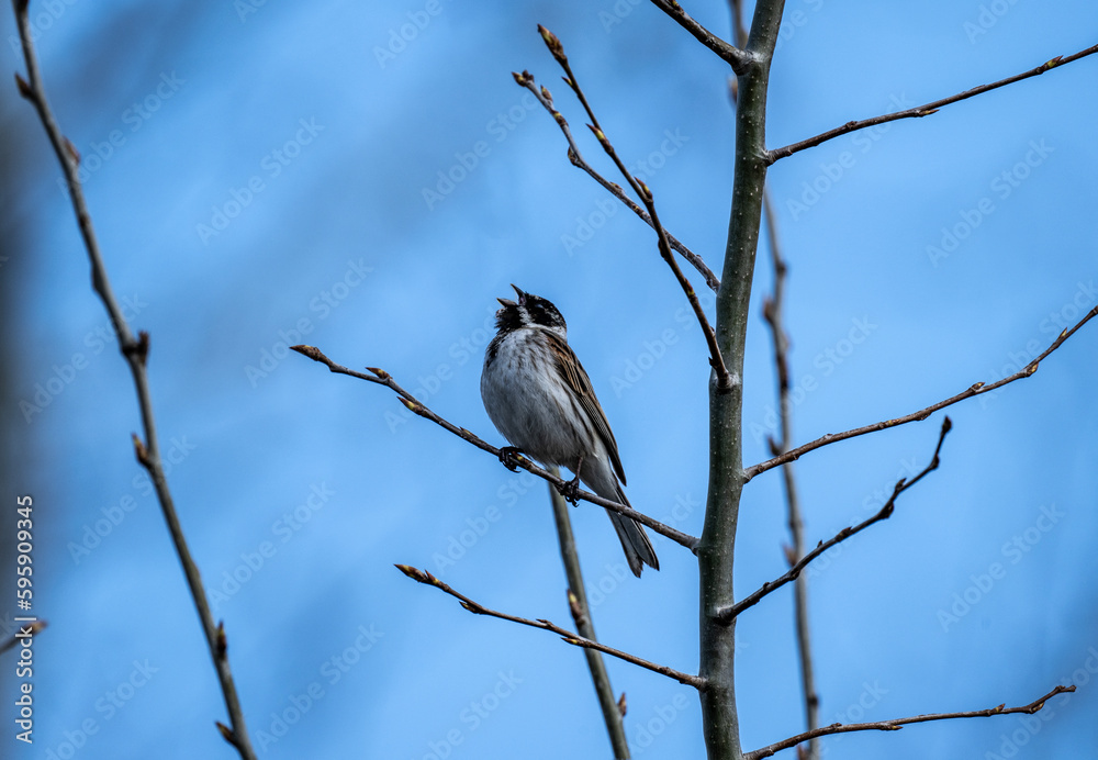 reed bunting sings songs on a branch in the spring on a sunny day reed bunting sings songs on a branch in the spring on a sunny day