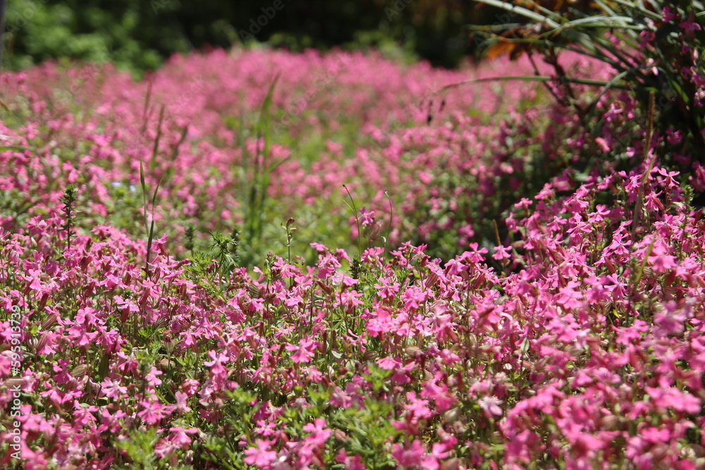 大村の松本ツツジ園の芝桜