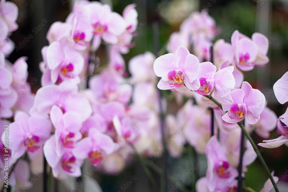 Fototapeta premium Bright beautiful spring flower orchid on the background of nature and white light