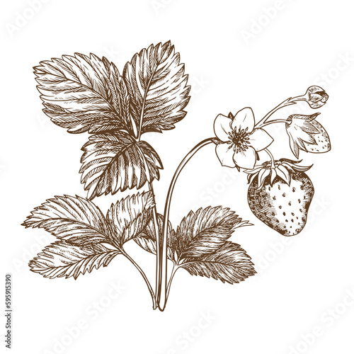 A bush of strawberries. Berries, flowers, leaves. Composition in the style of engraving. Farm harvest isolated on white background. Great for label, poster, print, logo. Vector illustration.
