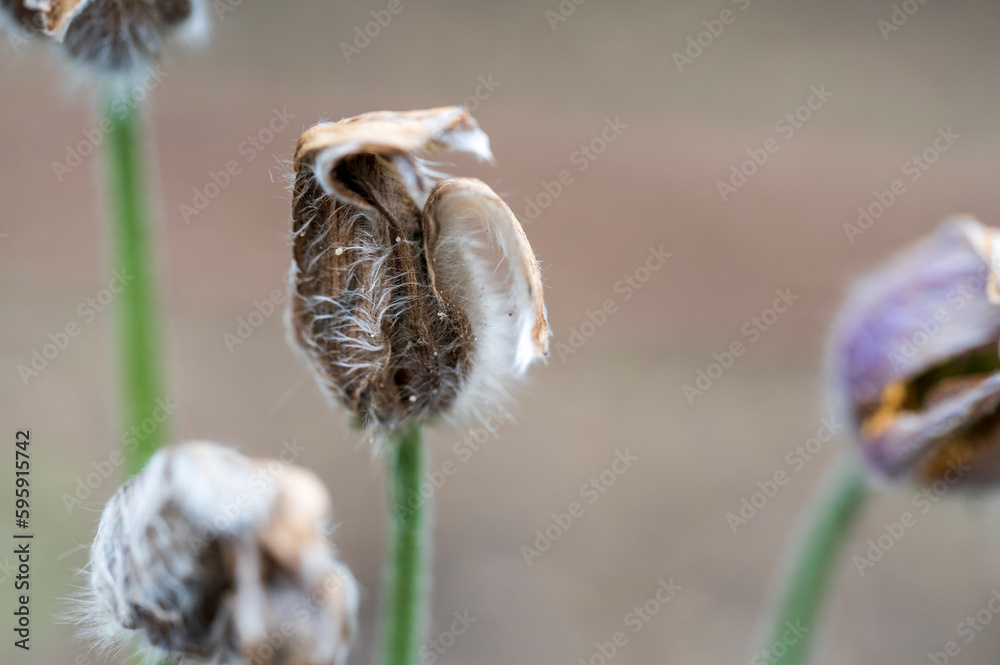 Old dry gray flower of Anemone plant Old dry gray flower of Anemone plant