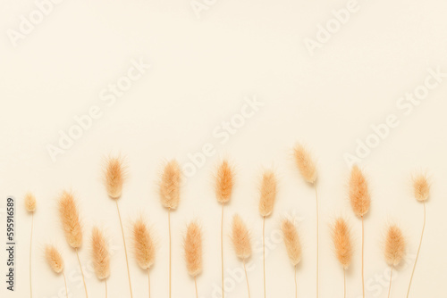 Bunny tail grass pattern on beige background top view. Floral composition, lagurus grass minimal aesthetic backdrop, bohemian poster