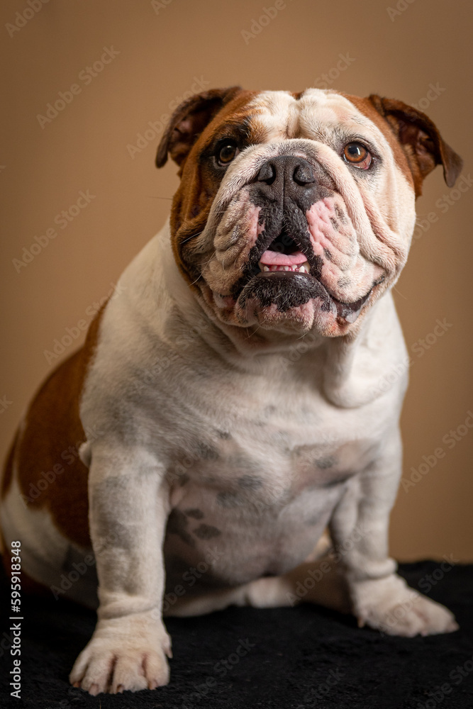 Bulldogue ingles em fundo marrom Bulldogue ingles em fundo marrom