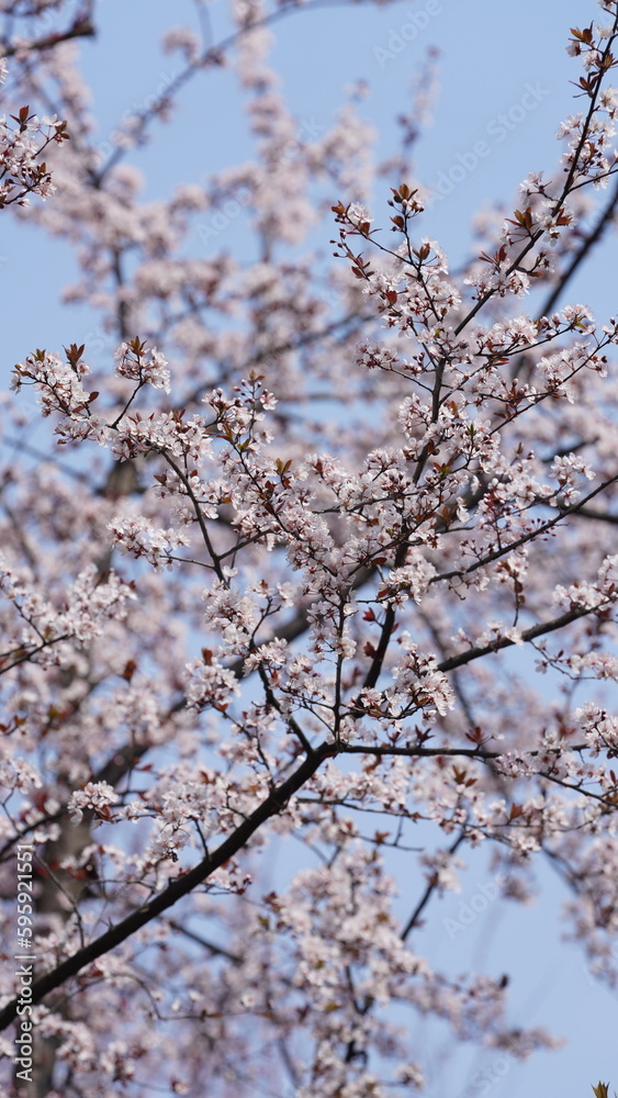 The beautiful flowers blooming in the garden in spring with the warm sunlight The beautiful flowers blooming in the garden in spring with the warm sunlight