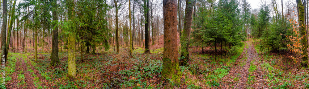 Panoramic view over a woodland track in magical deciduous and pine forest with ancient aged trees just after rain, Germany, at warm sunset Spring evening Panoramic view over a woodland track in magical deciduous and pine forest with ancient aged trees just after rain, Germany, at warm sunset Spring evening