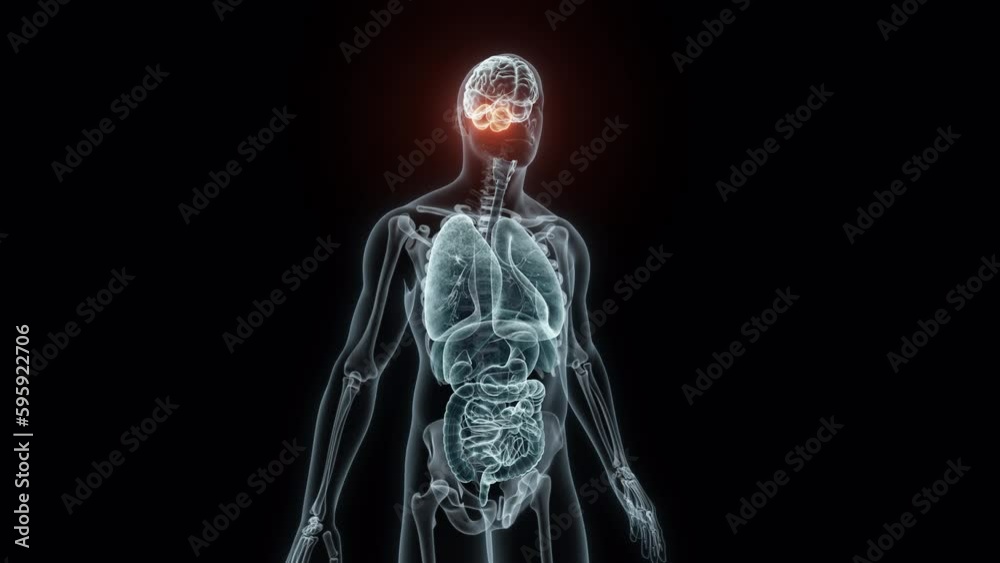 3D rendering Medical Animation of a Human Cerebellum.X-ray of a Cerebellum 3D rendering Medical Animation of a Human Cerebellum.X-ray of a Cerebellum