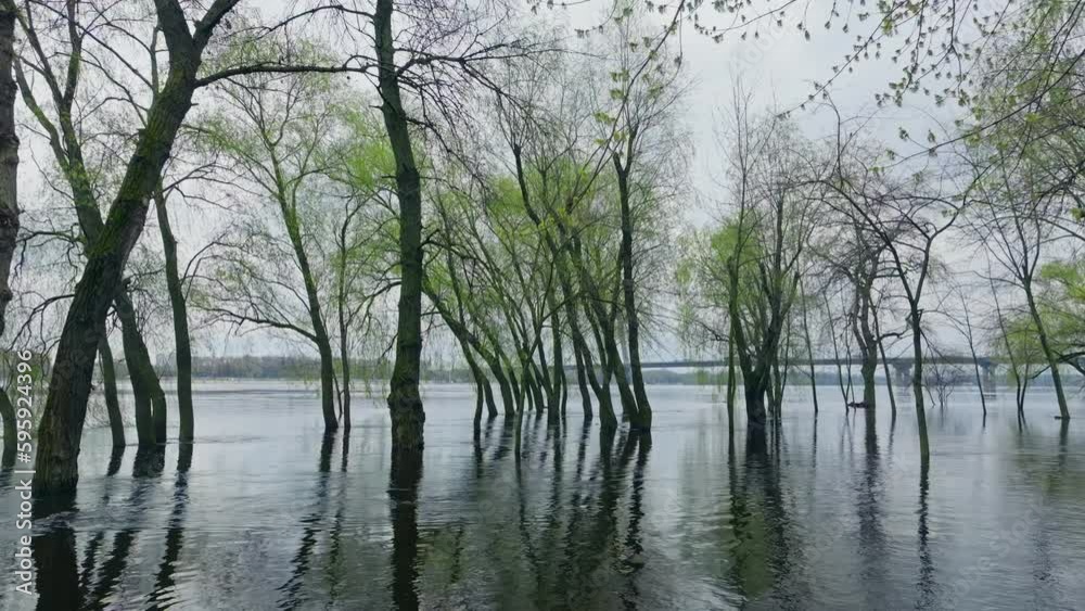 River lake swamp water forest spring nature park tree green River lake swamp water forest spring nature park tree green