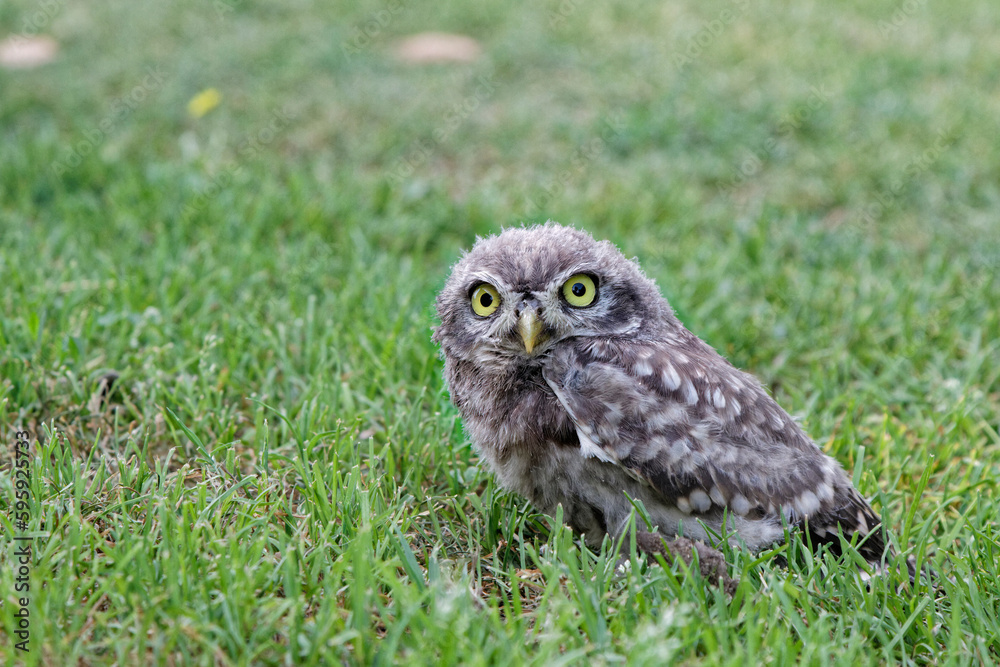 A small owl in a grass meadow looking at the camera A small owl in a grass meadow looking at the camera