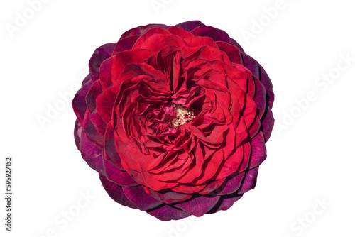 Wallpaper Mural Beautiful red rose close-up on a white isolated background. A flower with dense and frequent petals. Hybrid tea roses. Flowers decoration, design. Torontodigital.ca