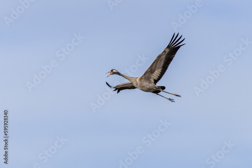 The common crane, a large grey bird, flying with open wings and a beak. Sunny spring day. Clear blue sky in the background. 