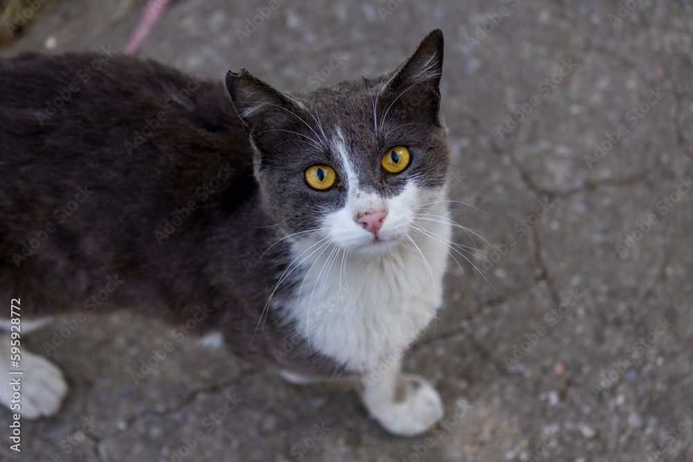 Stray cat with beautiful brown eyes looking at the camera