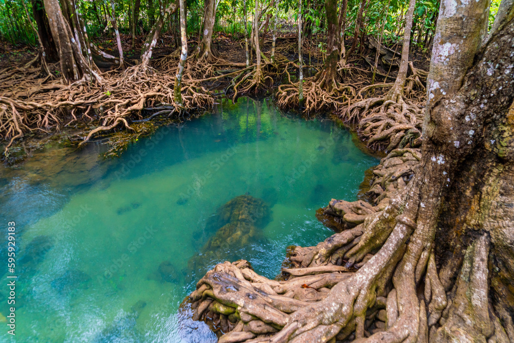 The water in the canal is clear and clean, along the stream, there are tree roots, shady forests, good environment, fresh air, beautiful nature, Krabi Province, Thailand. The water in the canal is clear and clean, along the stream, there are tree roots, shady forests, good environment, fresh air, beautiful nature, Krabi Province, Thailand.