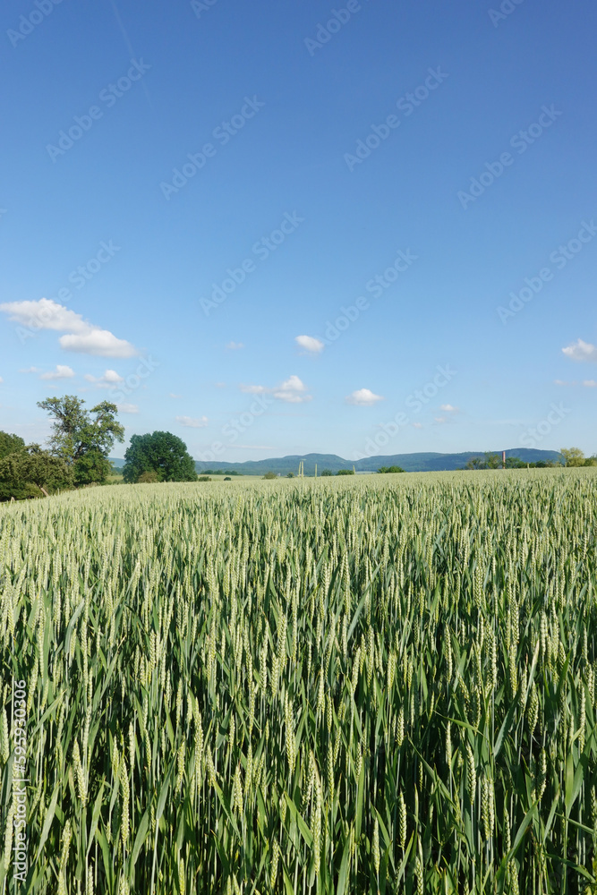 A field with green ears in Baden-Wuerttemberg, Germany A field with green ears in Baden-Wuerttemberg, Germany