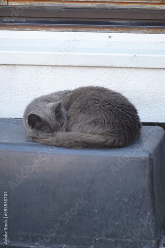 Fototapeta Naklejka Na Ścianę i Meble -   Dark grey cat sleeping peacefully outside 