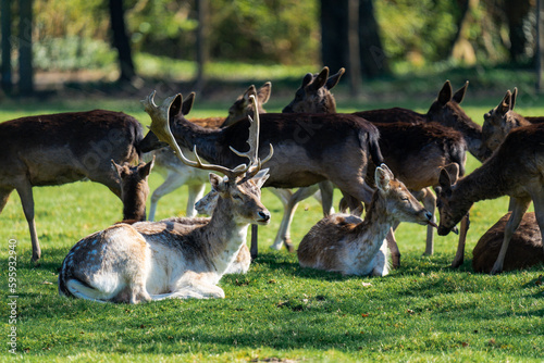 Fototapeta Naklejka Na Ścianę i Meble -  Male deer sitting on the grass surrounded by female deers on a sunny day