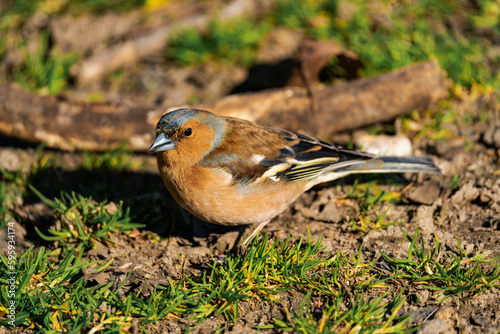 Common chaffinch sitting on the ground in the sun