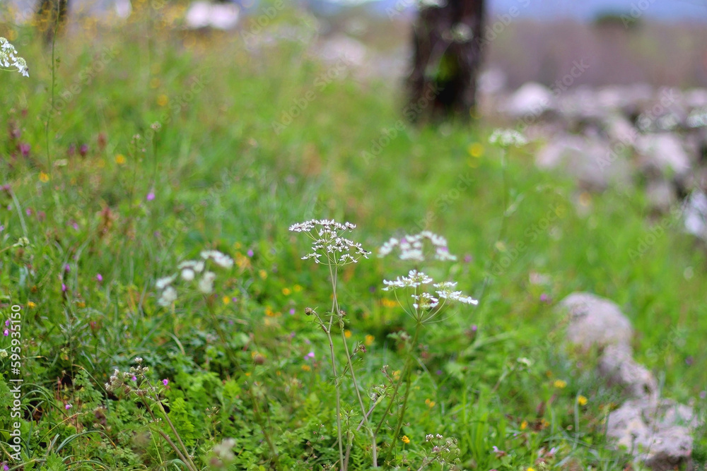 Wild flowers and rocks on the meadow. Selective focus. Wild flowers and rocks on the meadow. Selective focus.