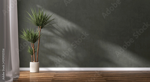 Blank dark green polished cement wall, tropical dracaena tree in white pot on brown walnut parquet floor in curtain sunlight for luxury interior design decoration, home appliance product background 3D
