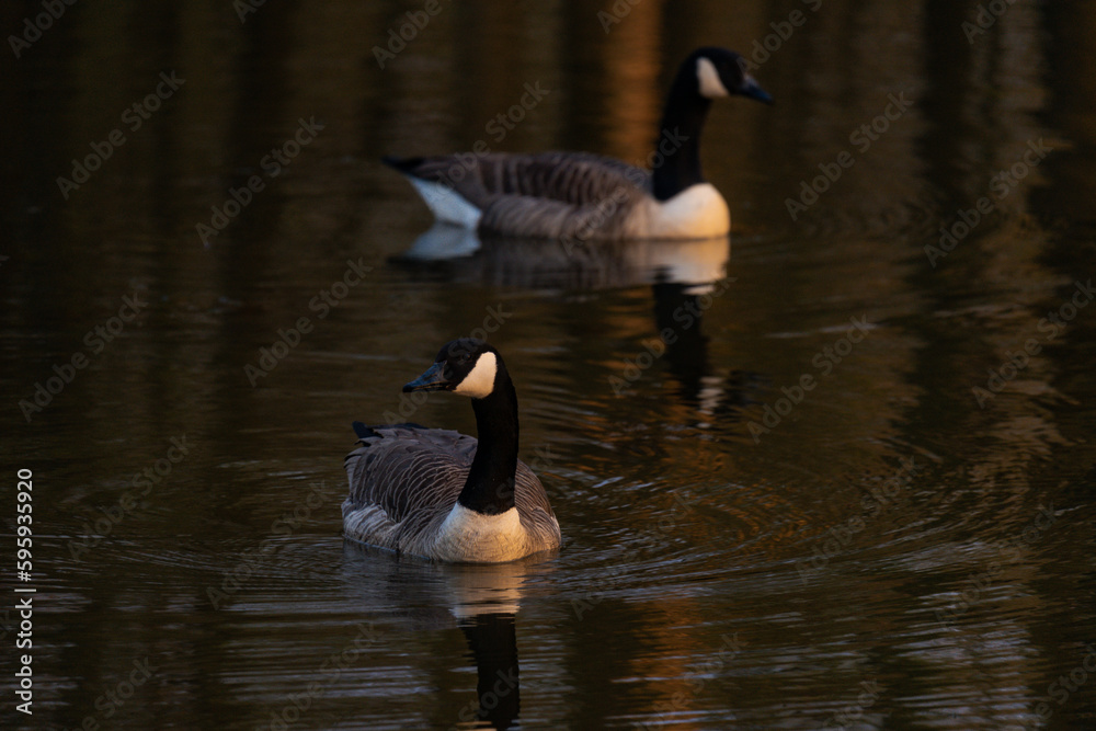 Obraz premium Geese couple on a lake while sunset