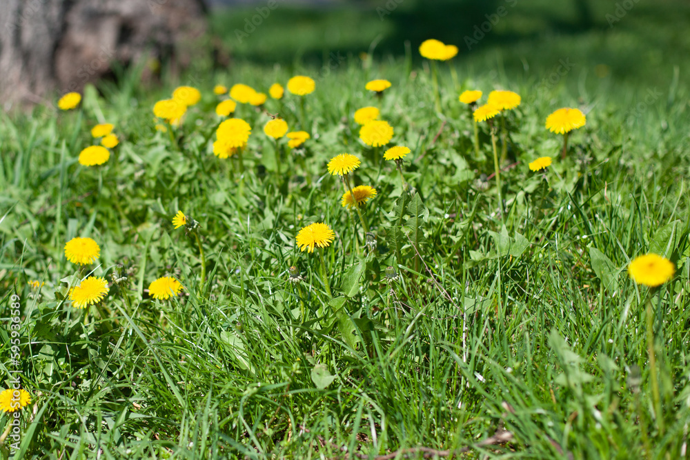 dandelions on the grass

