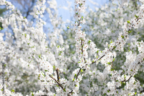 spring flowers on the tree