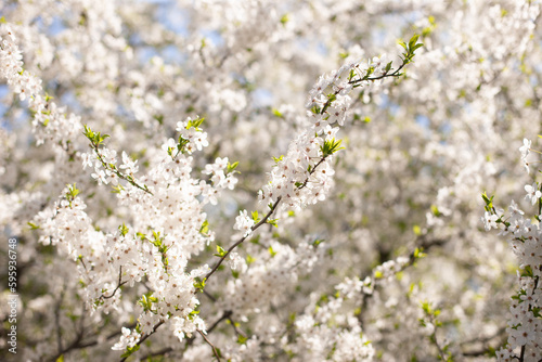 spring flowers on the tree