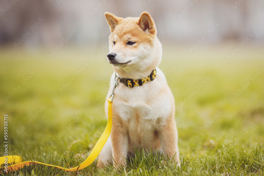 Beautiful Young Red Shiba Inu Puppy Dog in summer