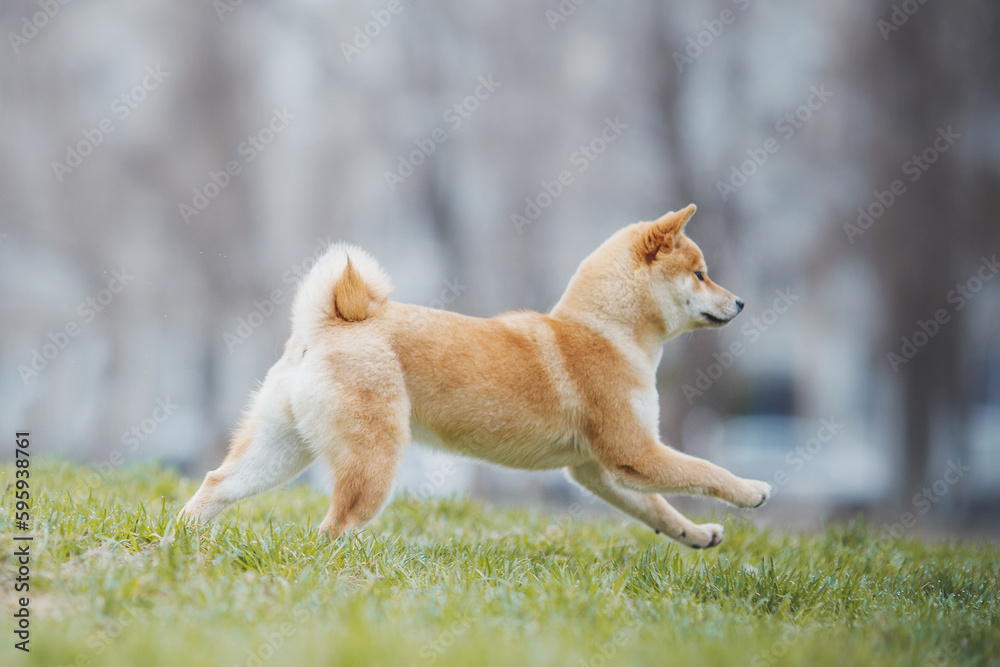Beautiful Young Red Shiba Inu Puppy Dog in summer Beautiful Young Red Shiba Inu Puppy Dog in summer