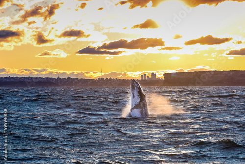 Humpback Whale breach at sunset in Australia 