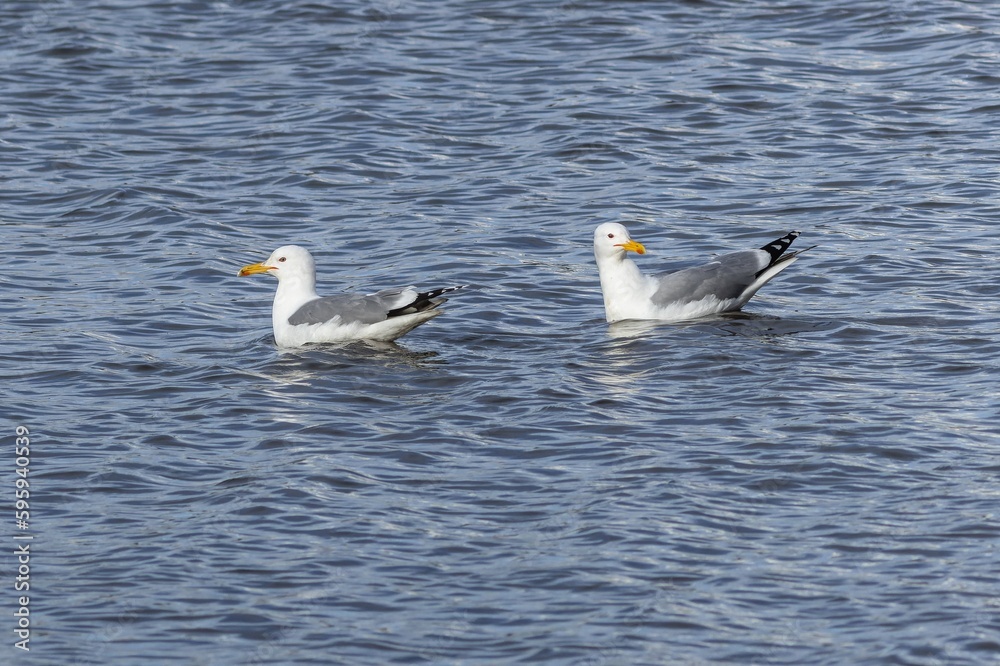 Two white Caspian gulls swimming in blue water on a sunny spring day.
