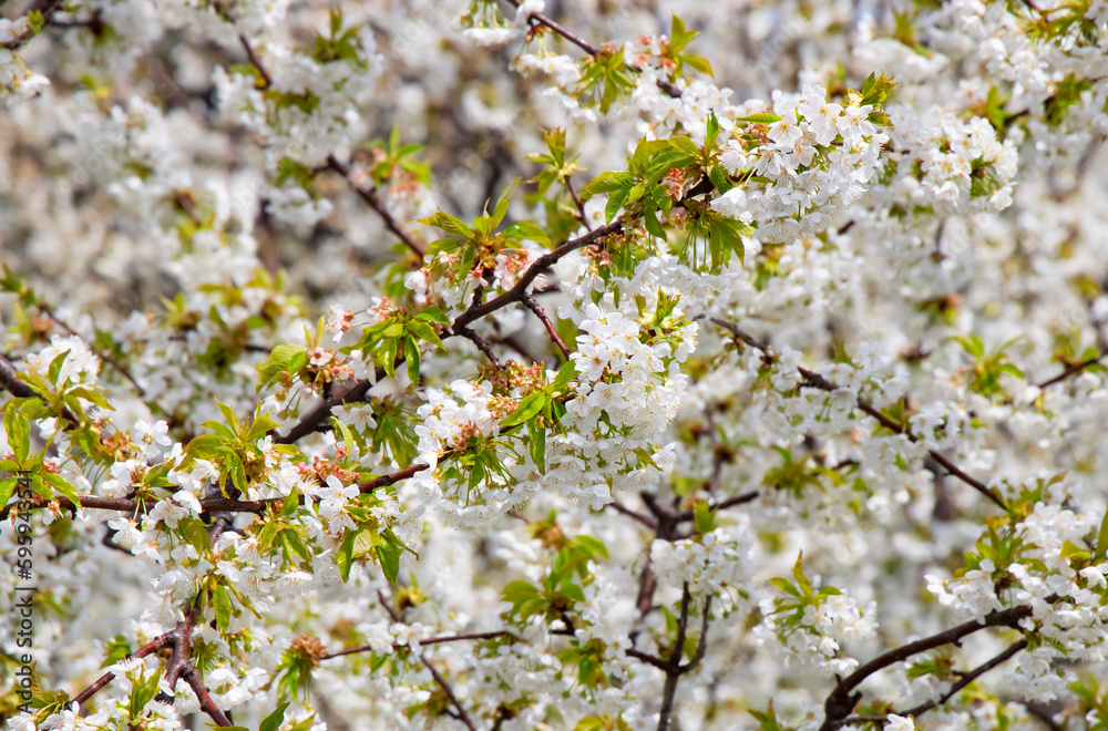 Blossom tree over nature tree - Spring white flowers background Blossom tree over nature tree - Spring white flowers background