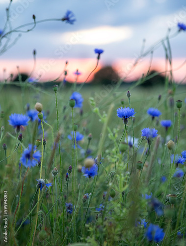 Beautiful blue cornflowers on a meadow at sunset.