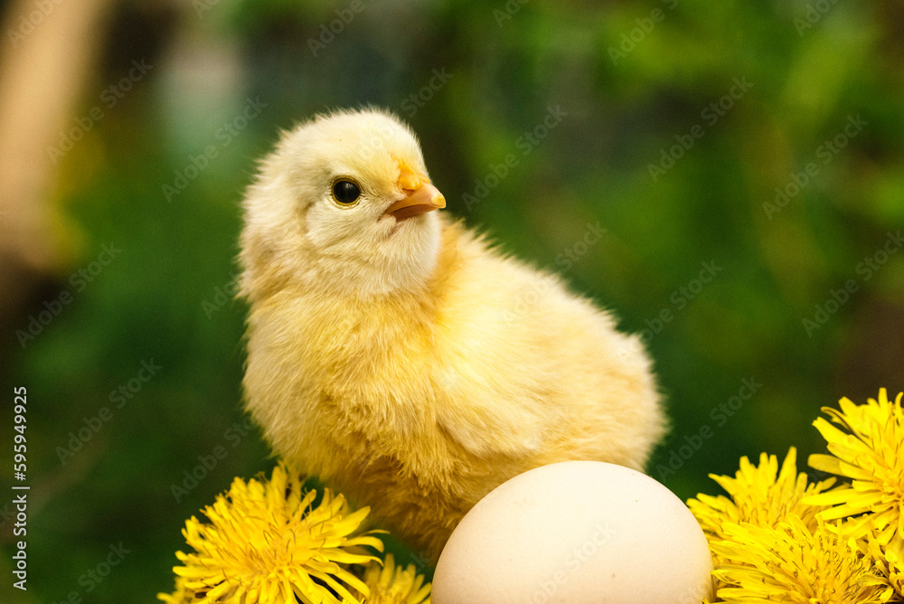 chicken and egg on grass background chicken and egg on grass background