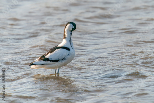 Pied avocets (Recurvirostra avosetta) cleaning feathers. Gelderland in the Netherlands. 